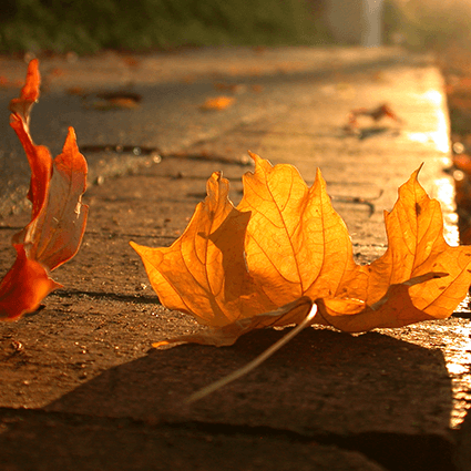 3 Fall Flavors to Add to Your Menu